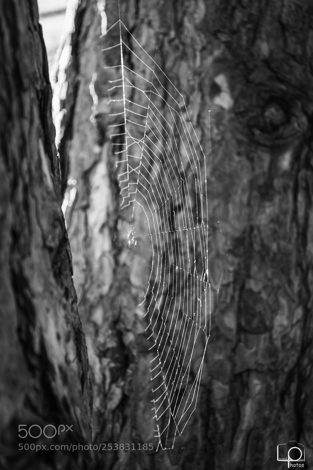 Nikon D3400 sample photo. 0 15.jpg photography