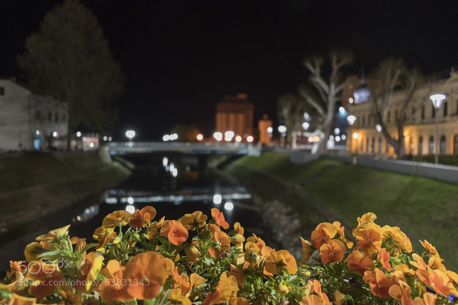 Nikon D5600 sample photo. Springtime night photography