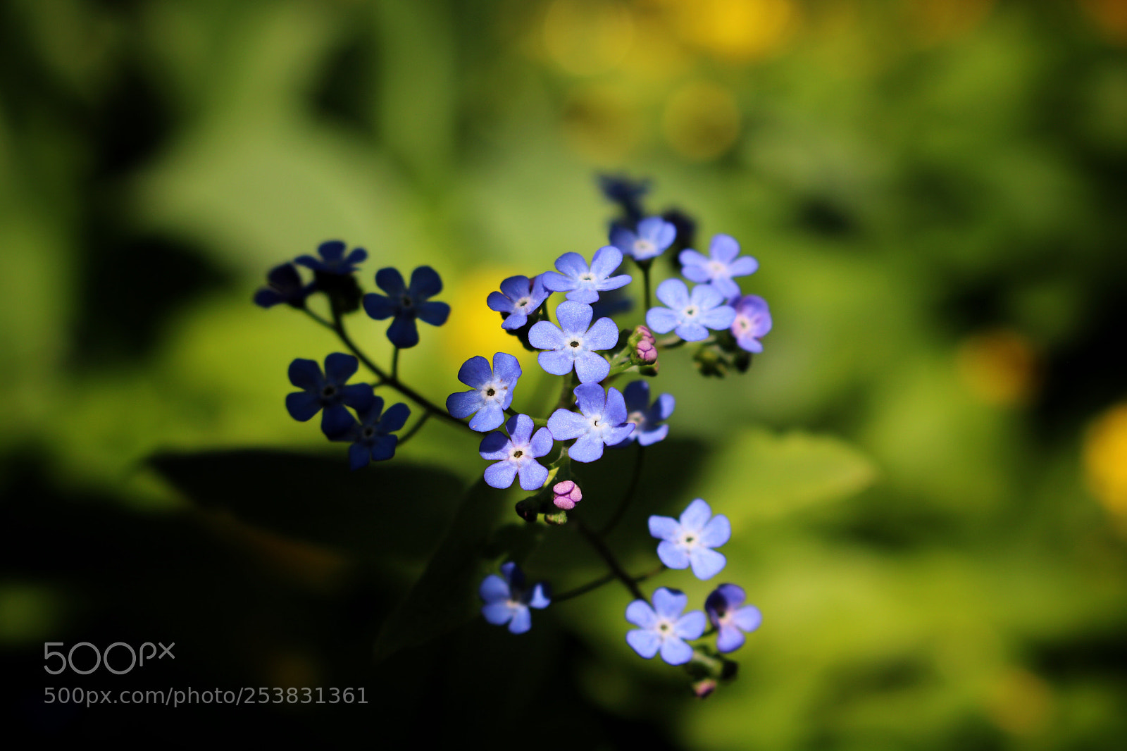 Canon EOS 760D (EOS Rebel T6s / EOS 8000D) sample photo. Spring photography