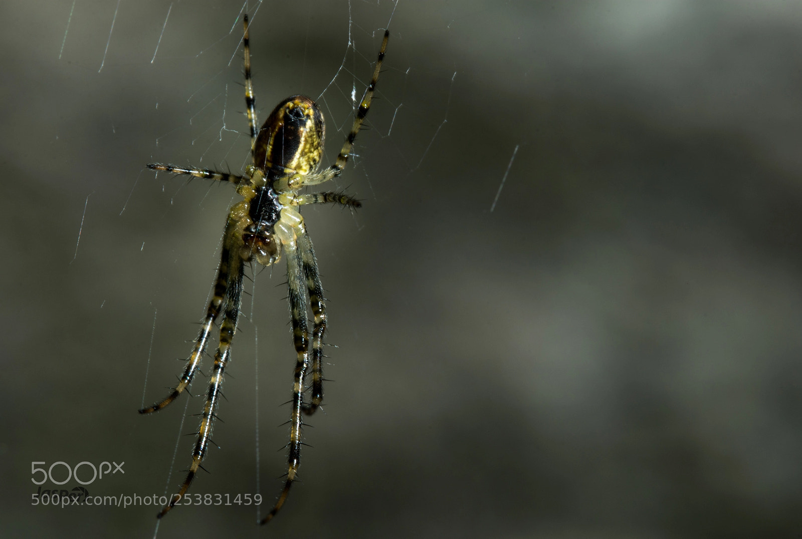 Nikon D7200 sample photo. Spider photography