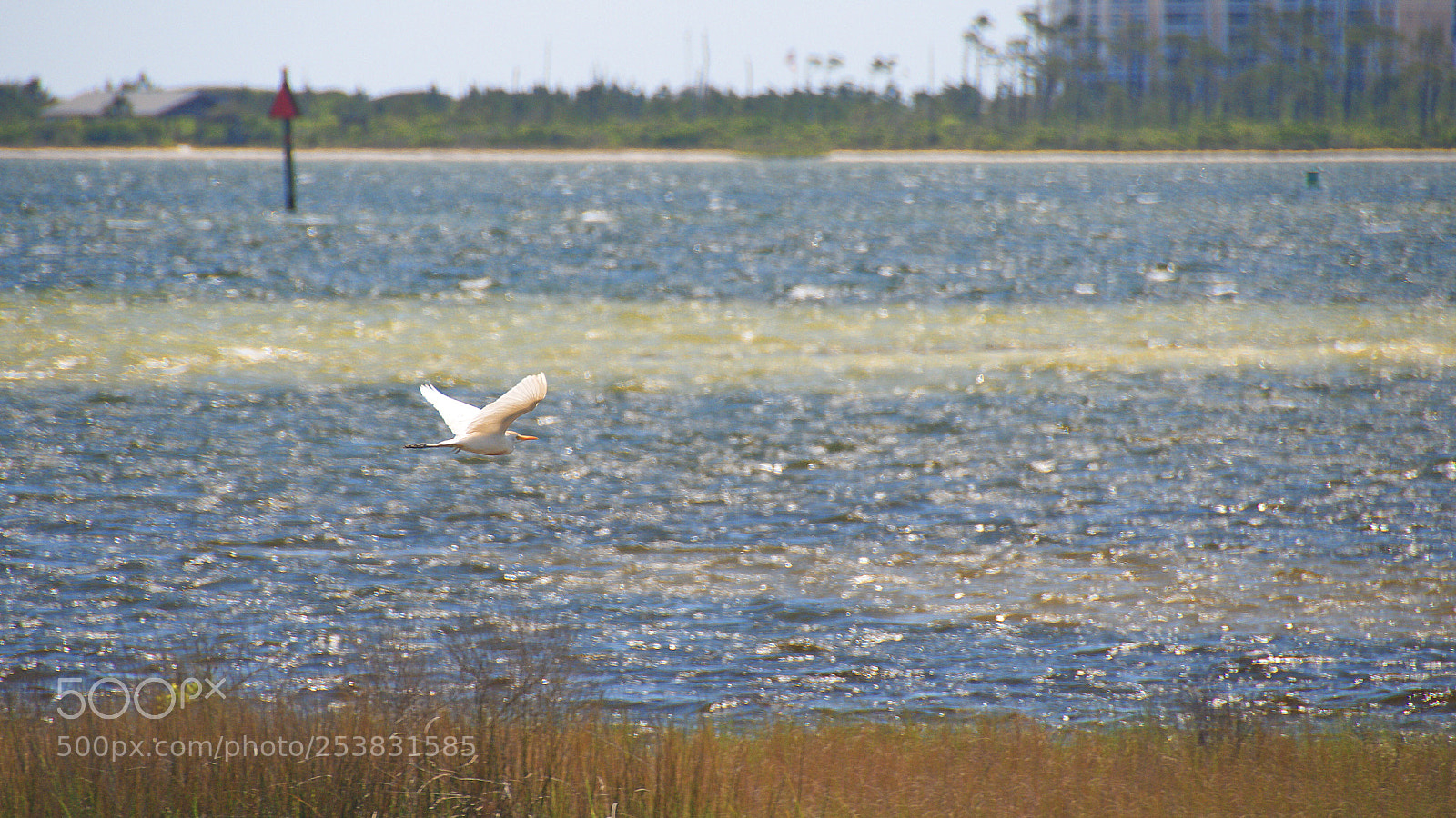 Nikon D7000 sample photo. Seagull photography