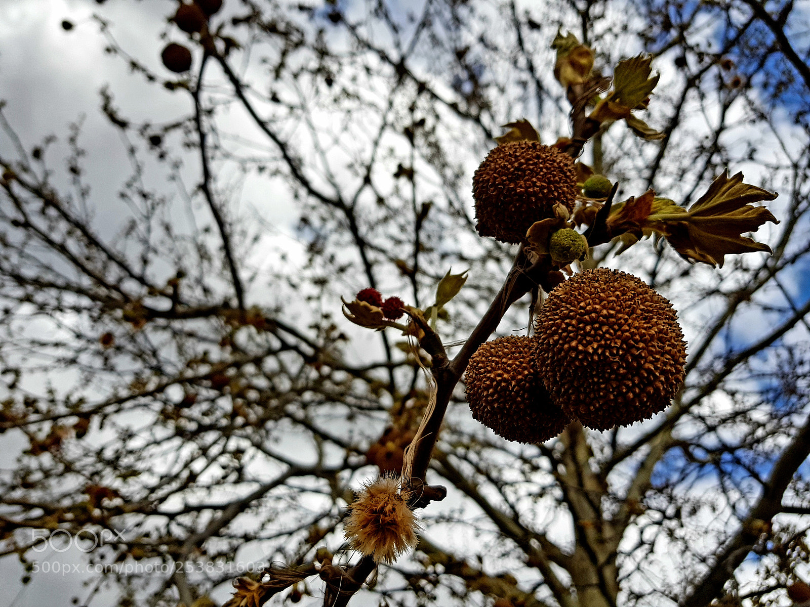 Samsung Galaxy S8 sample photo. Artivan photography