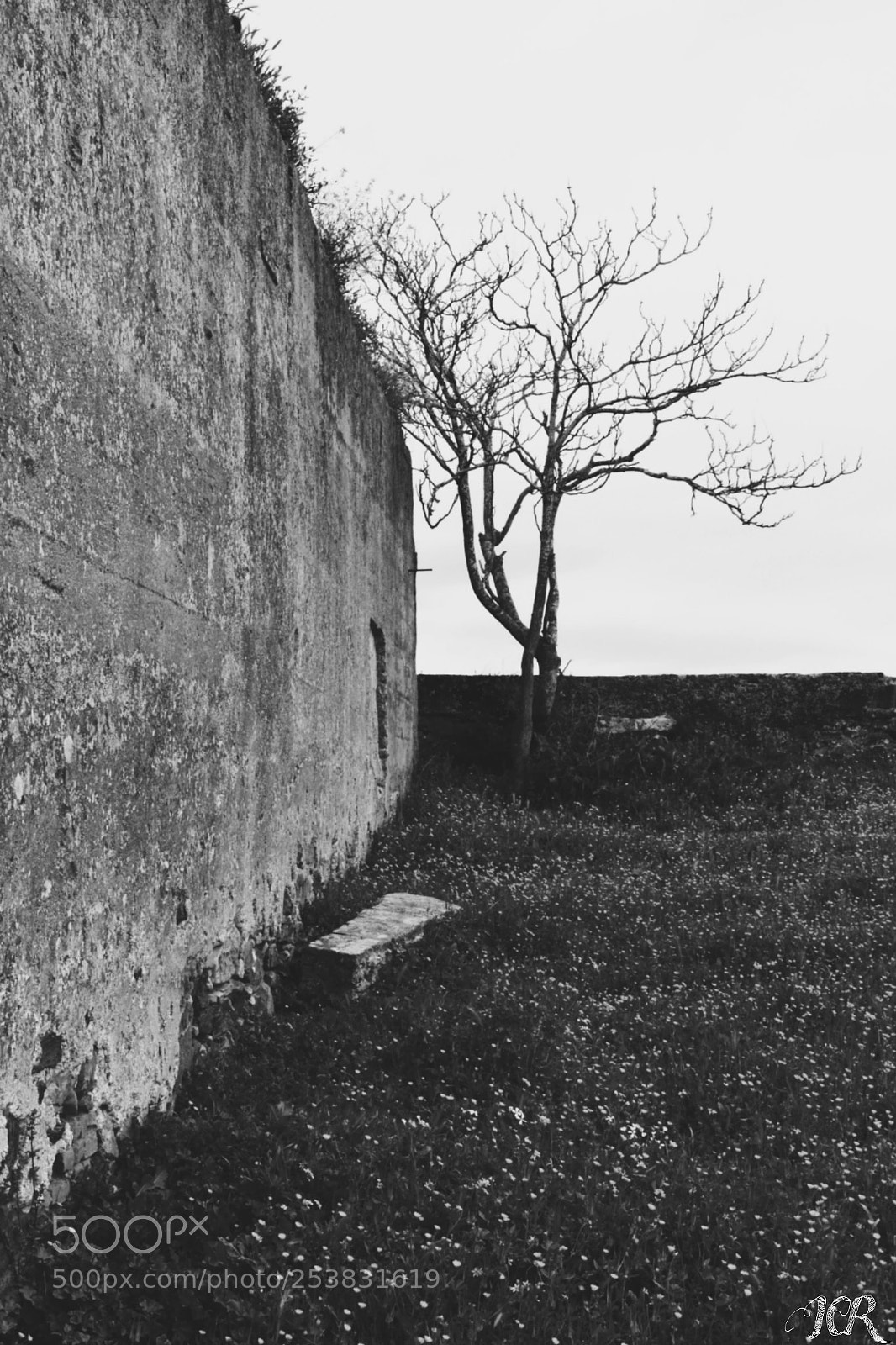 Nikon D5200 sample photo. árbol ruinas photography
