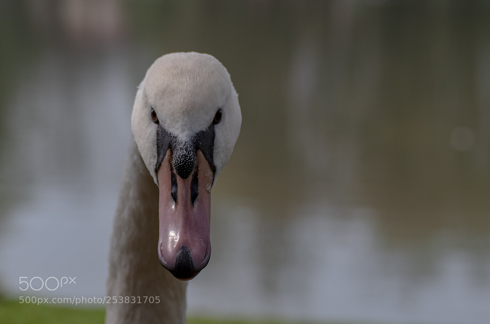 Nikon D500 sample photo. Swan photography