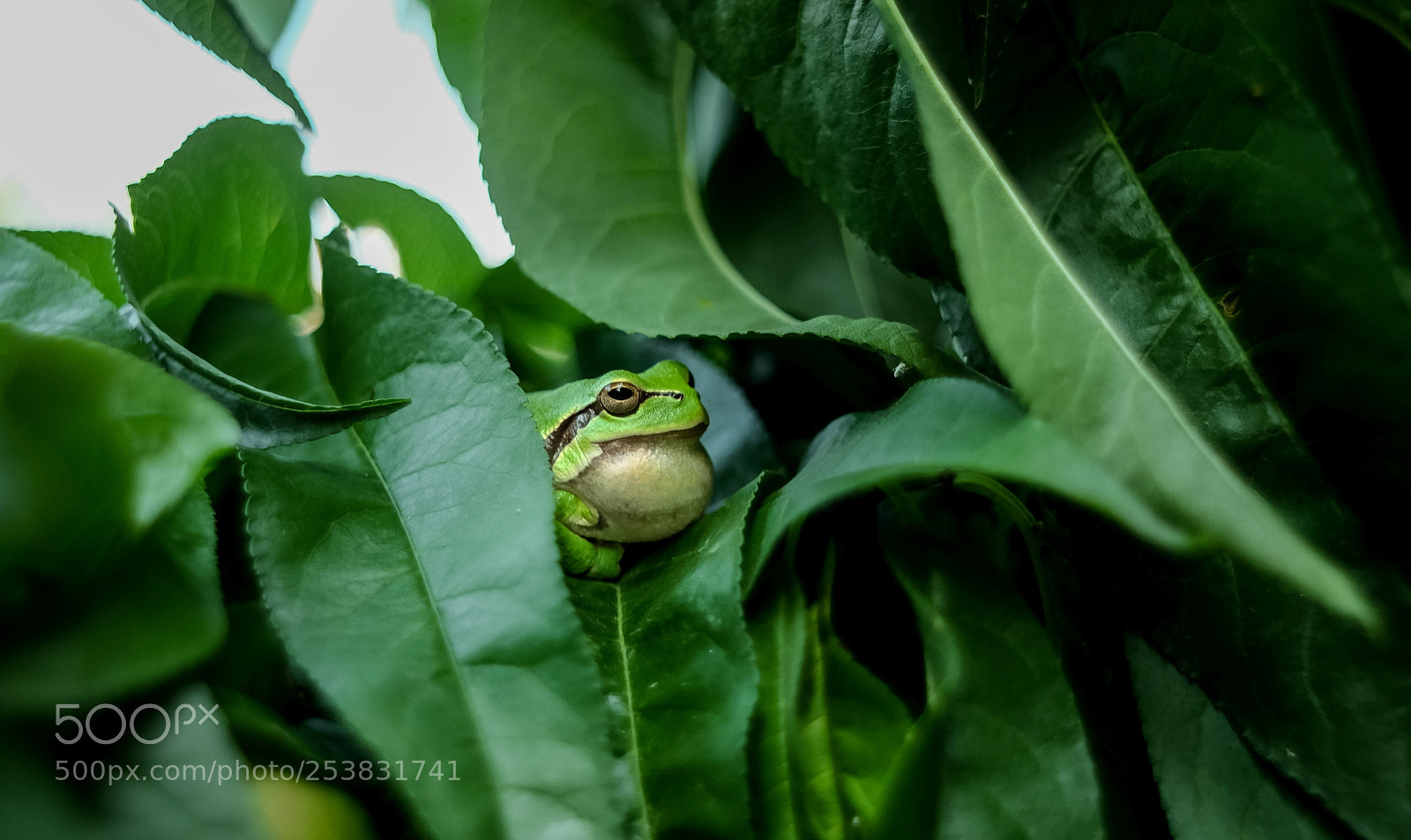 Fujifilm X-A1 sample photo. Untitled photography
