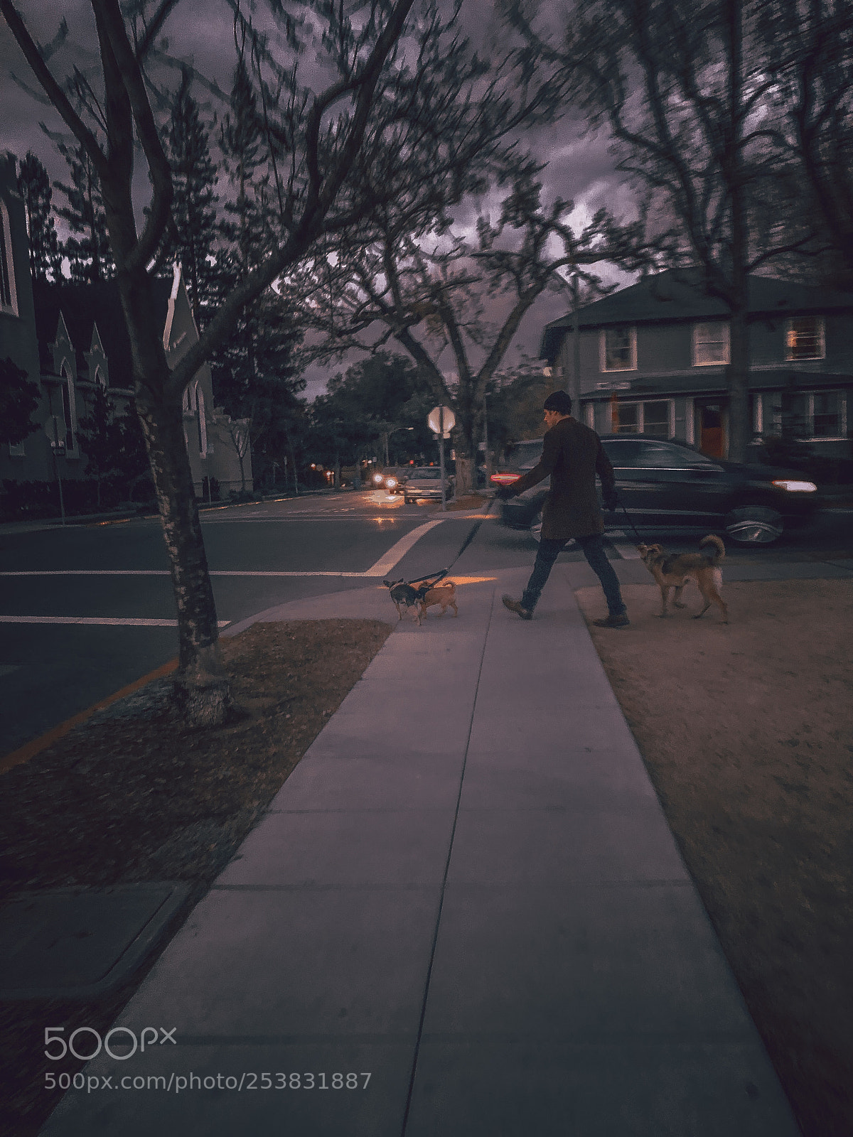 Apple iPhone X sample photo. Man walking his dog photography