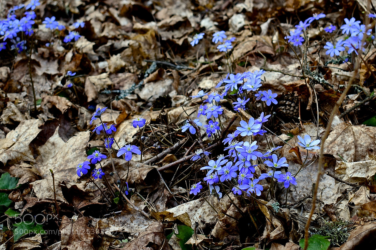 Nikon D3400 sample photo. Hepatica photography