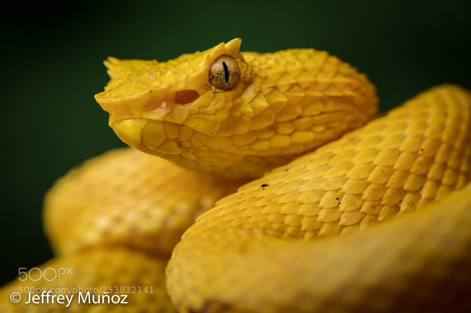 Canon EOS 5D Mark IV sample photo. Eyelash-palm pit-viper photography