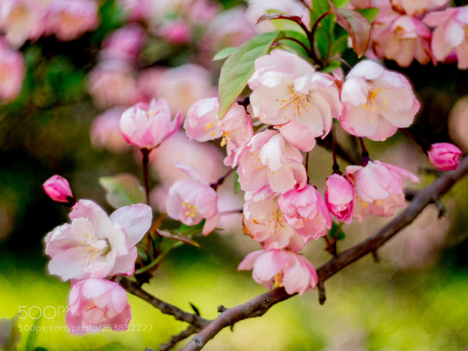 Olympus OM-D E-M1 Mark II sample photo. Untitled photography