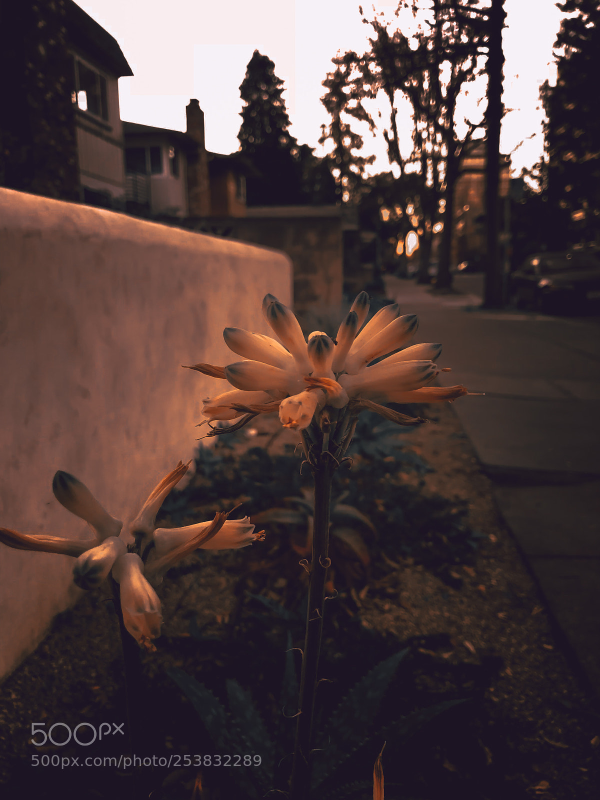 Apple iPhone X sample photo. Flower by the sidewalk photography