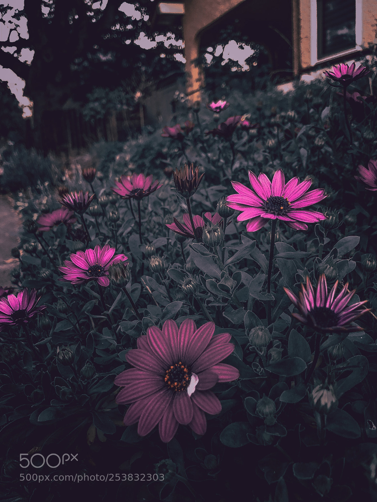 Apple iPhone X sample photo. Flowers photography