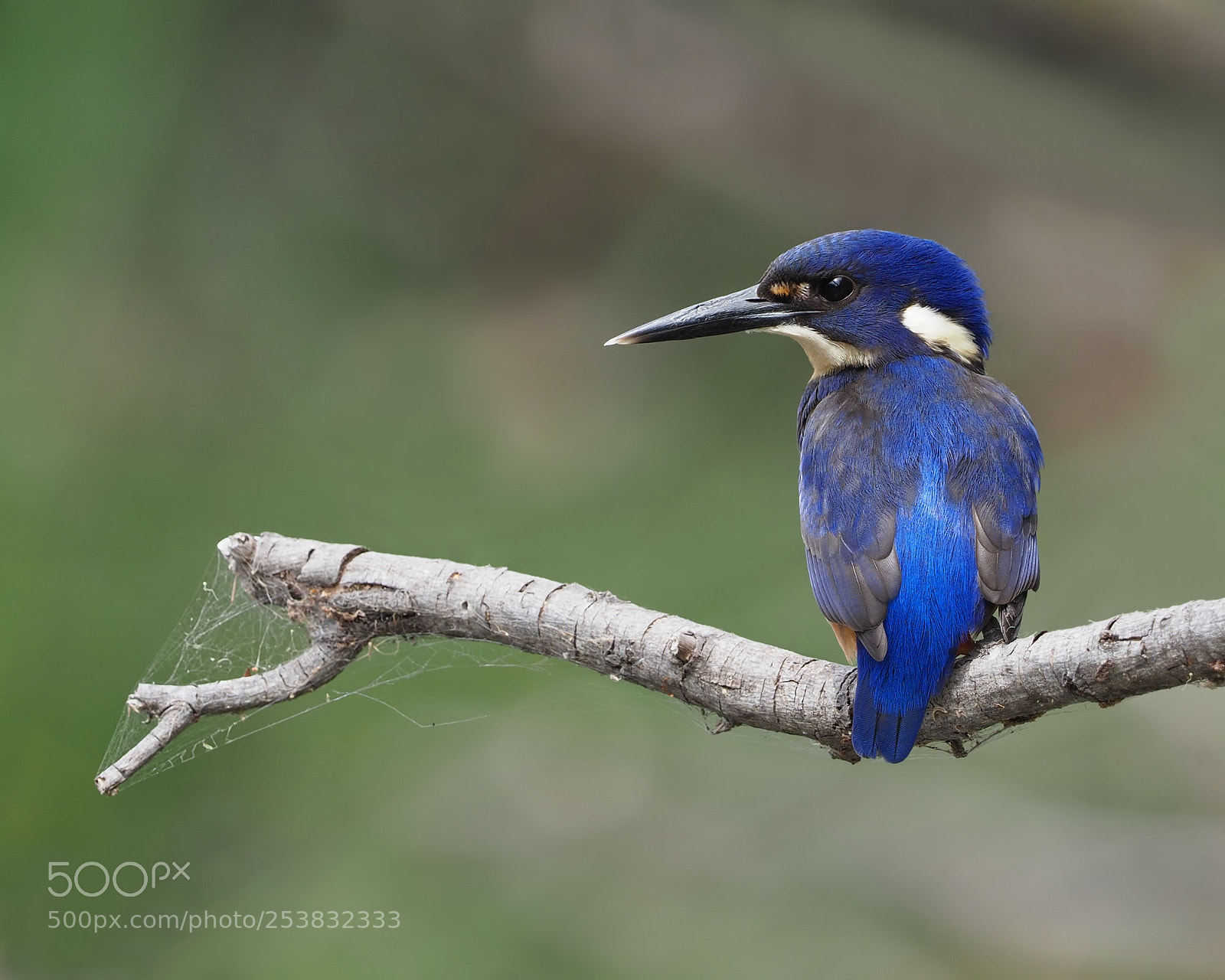 Olympus OM-D E-M1 Mark II sample photo. Azure kingfisher photography