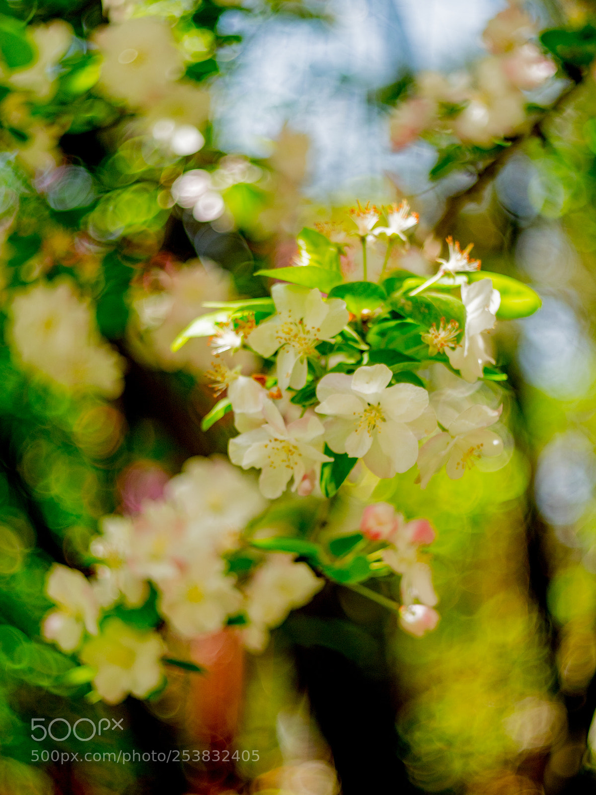 Olympus OM-D E-M1 Mark II sample photo. Untitled photography