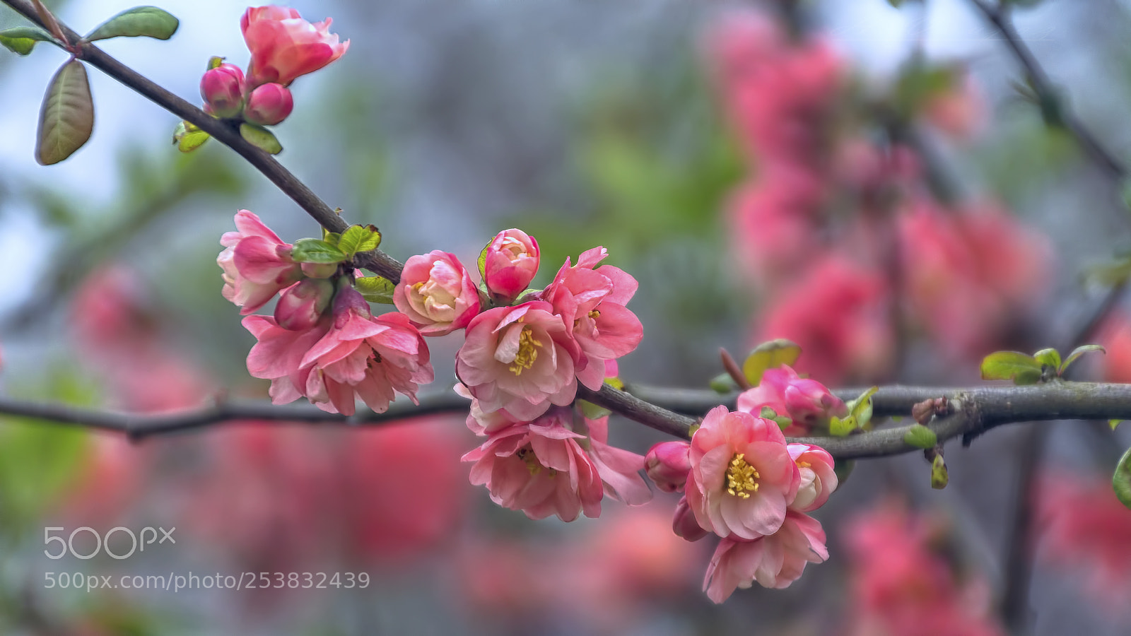 Canon EOS 1100D (EOS Rebel T3 / EOS Kiss X50) sample photo. Printemps photography