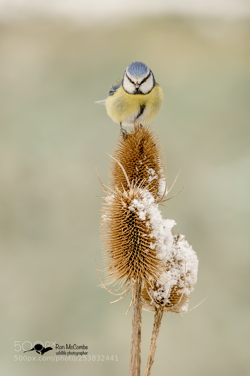 Canon EOS-1D X sample photo. Blue tit on teasel photography