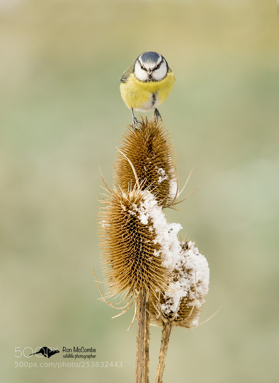 Canon EOS-1D X sample photo. Blue tit on teasel photography