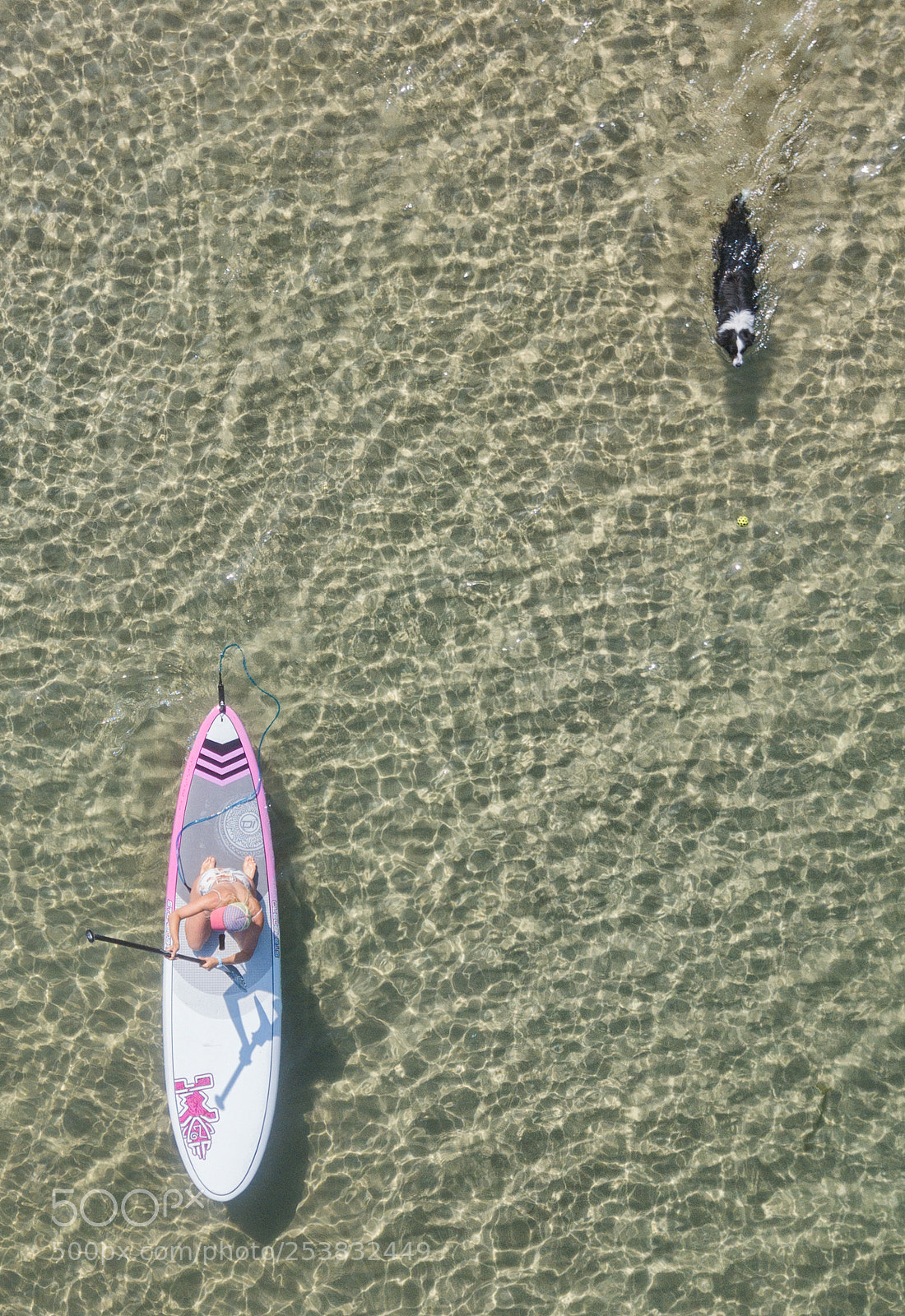 DJI FC220 sample photo. Dog and surfer photography