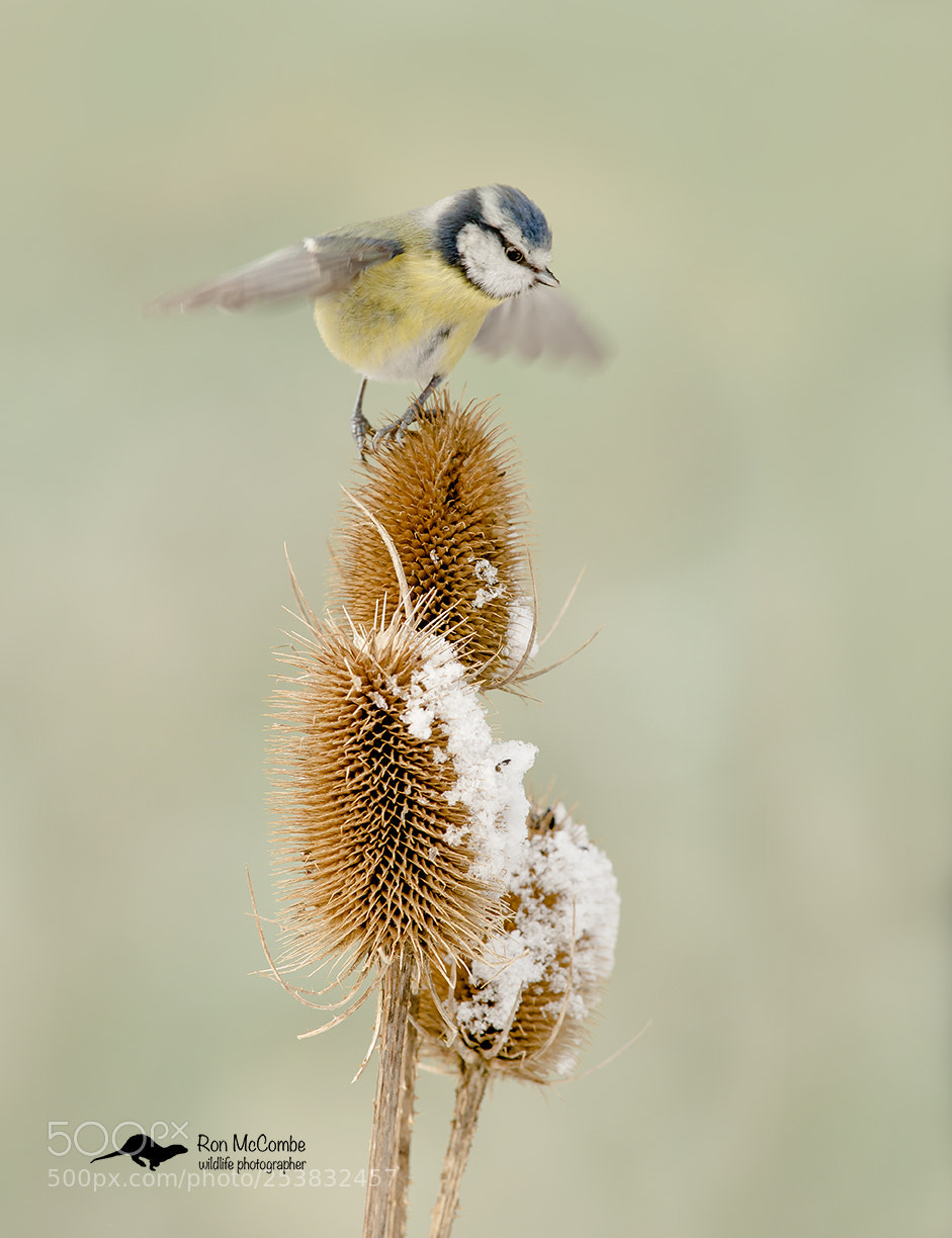 Canon EOS-1D X sample photo. Blue tit on teasel photography