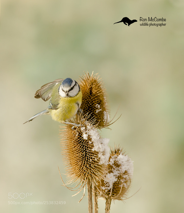 Canon EOS-1D X sample photo. Blue tit on teasel photography