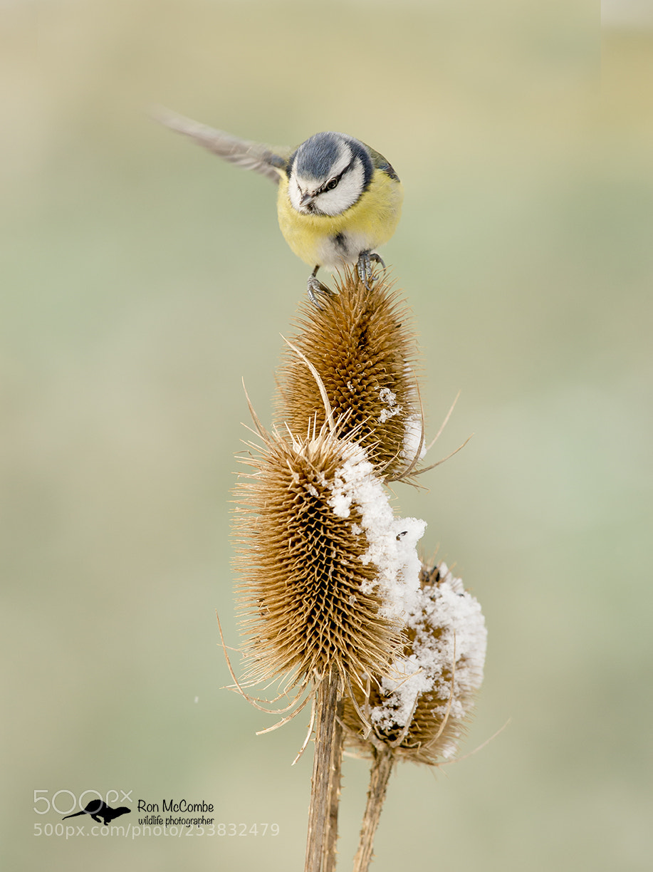 Canon EOS-1D X sample photo. Blue tit on teasel photography