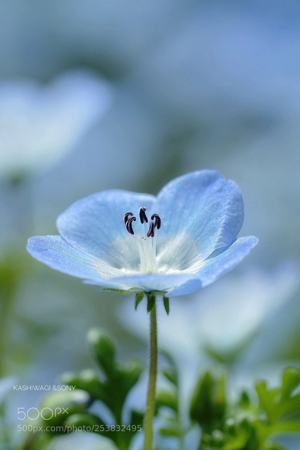 Sony a7 II sample photo. A pale blue world photography