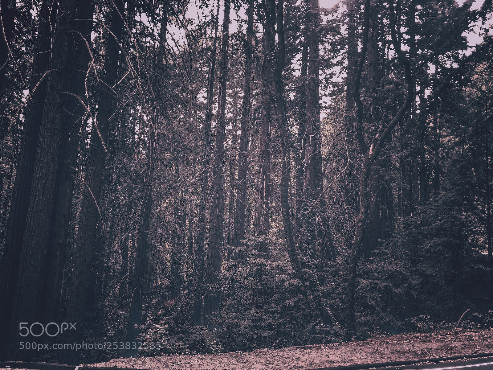 Apple iPhone X sample photo. Mountain forest photography