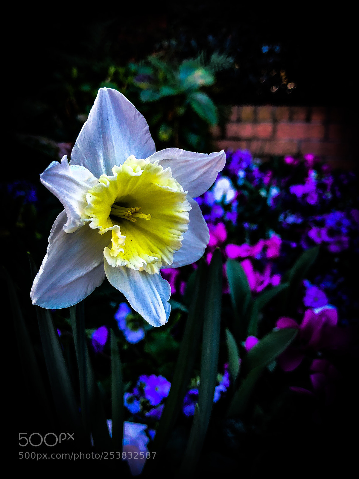 Apple iPhone X sample photo. Flowers photography