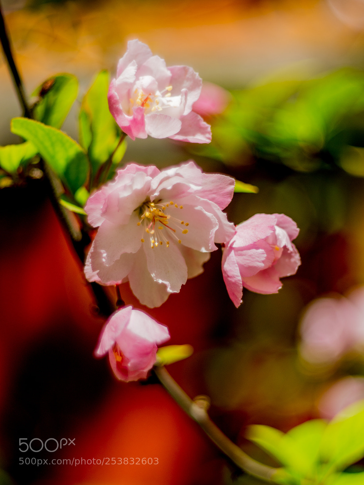 Olympus OM-D E-M1 Mark II sample photo. Untitled photography