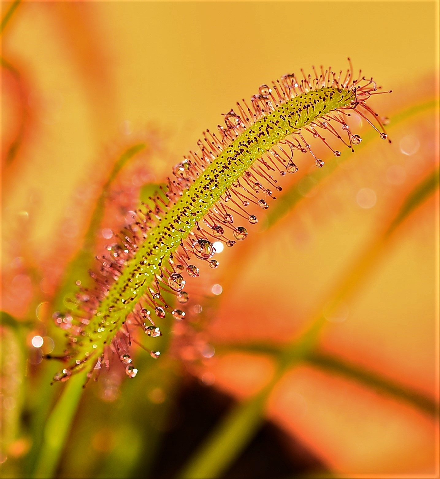 Sigma 105mm F2.8 EX DG OS HSM sample photo. Fleischfressenden pflanzen photography
