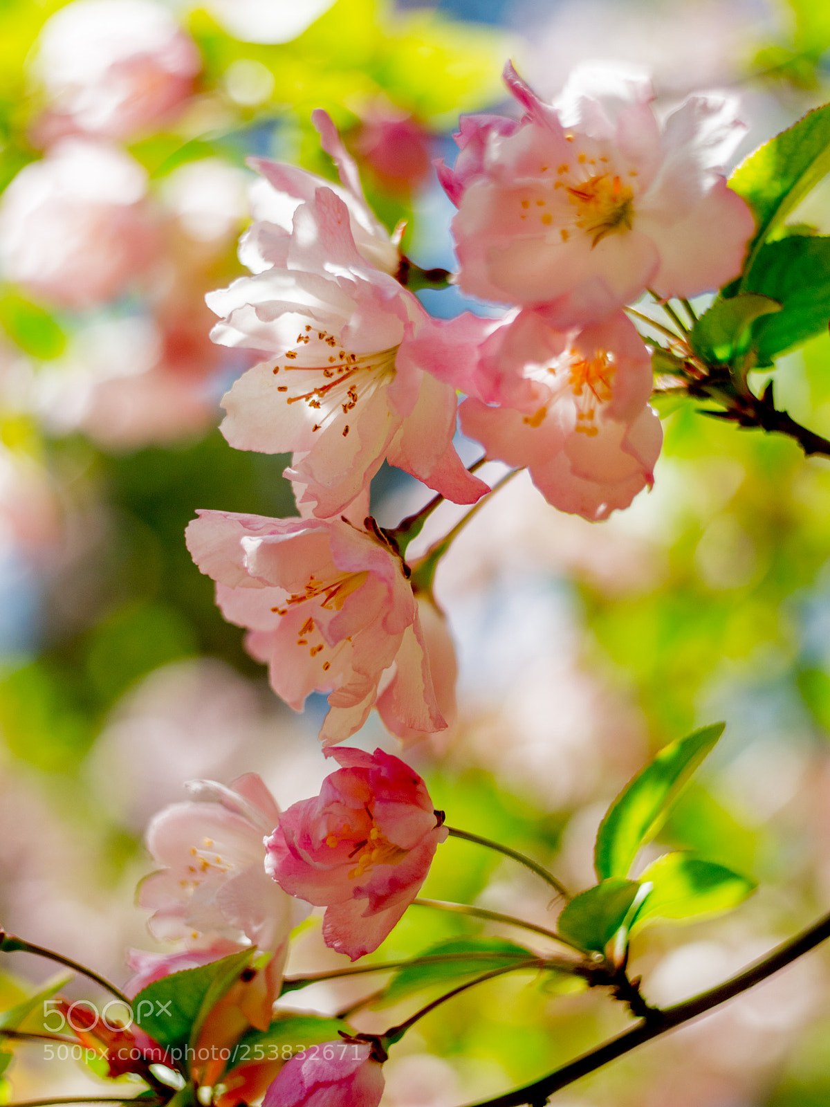 Olympus OM-D E-M1 Mark II sample photo. Untitled photography