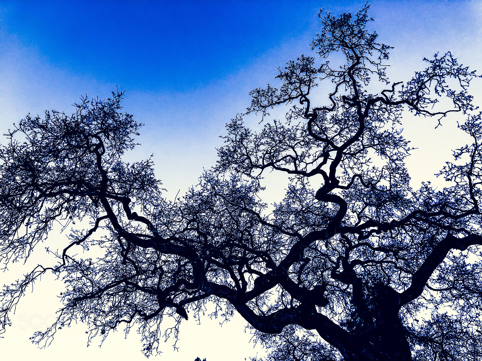Apple iPhone X sample photo. Tree against clear skies photography