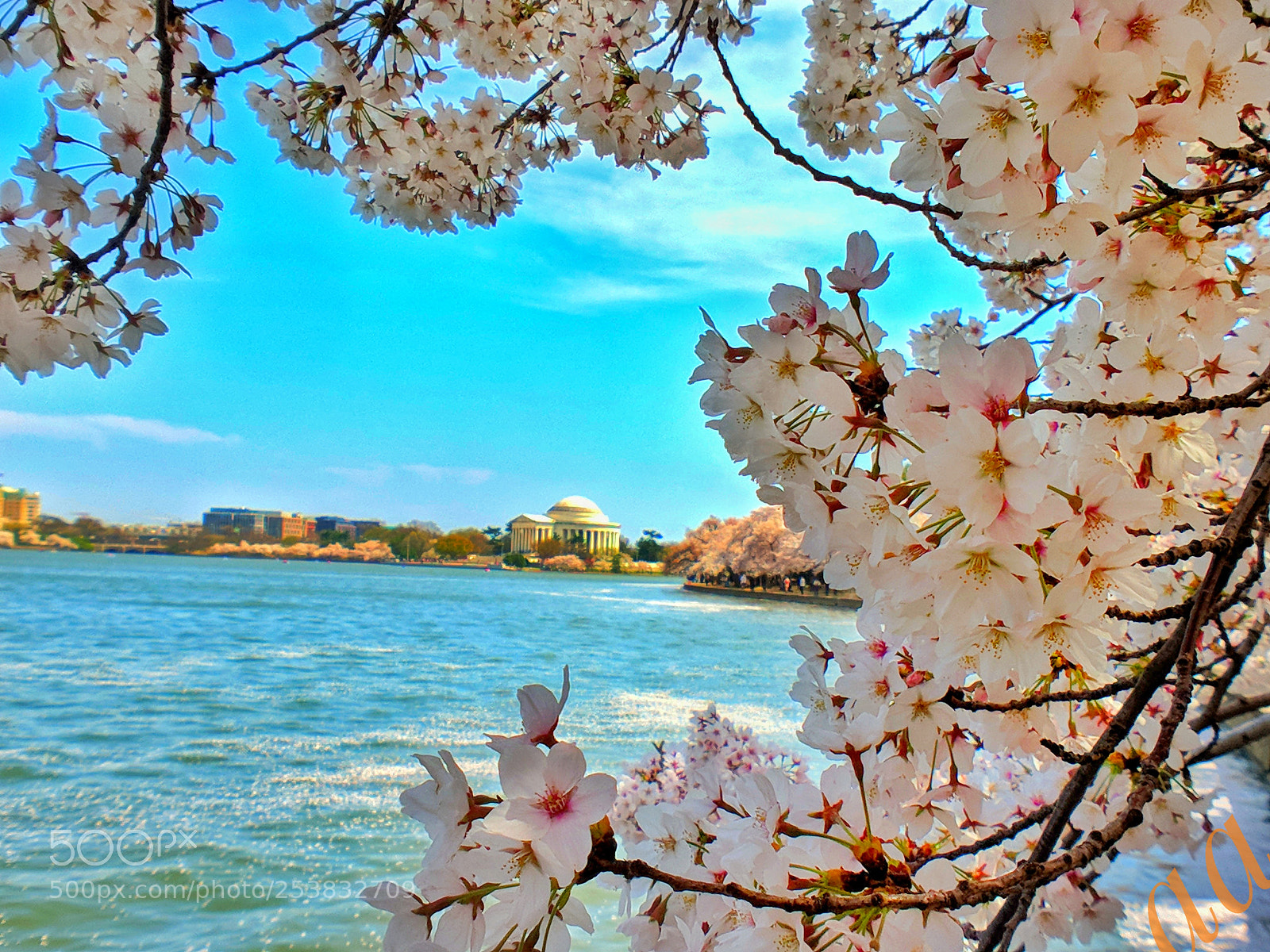 Google Pixel 2 XL sample photo. Cherry blossoms tidal basin photography