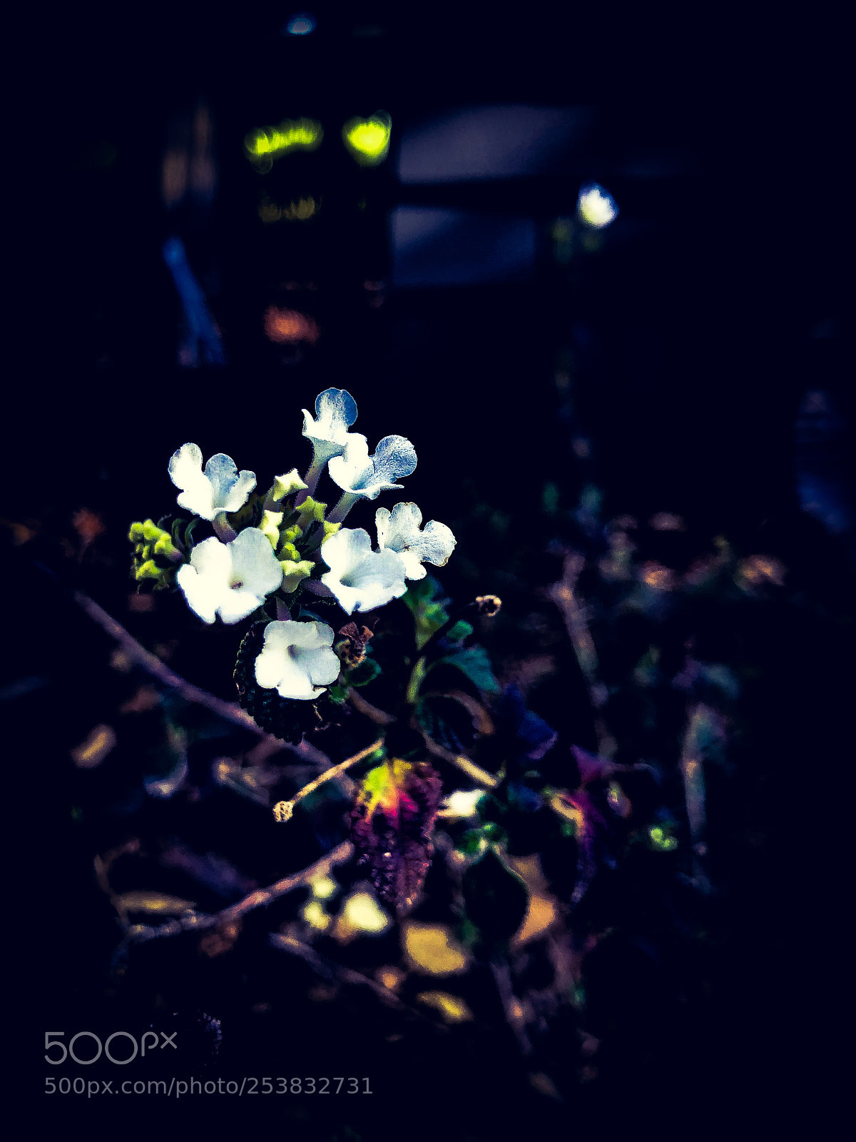 Apple iPhone X sample photo. Img photography