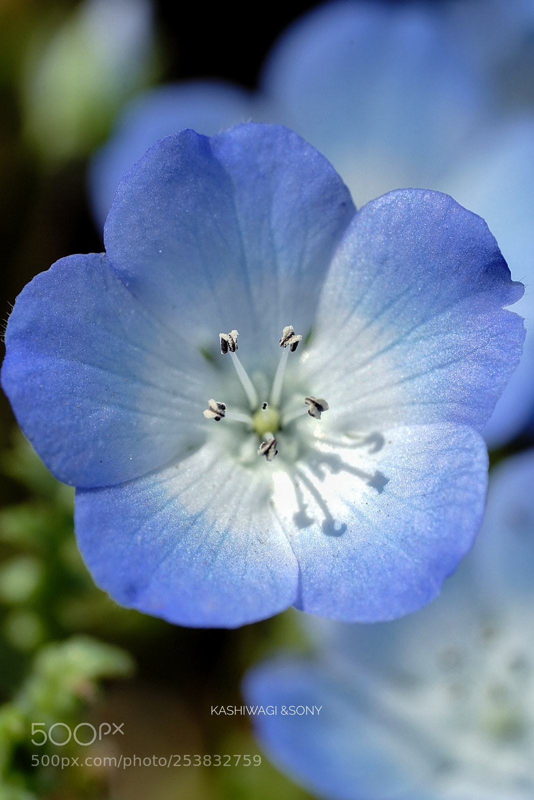 Sony a7 II sample photo. A pale blue world photography