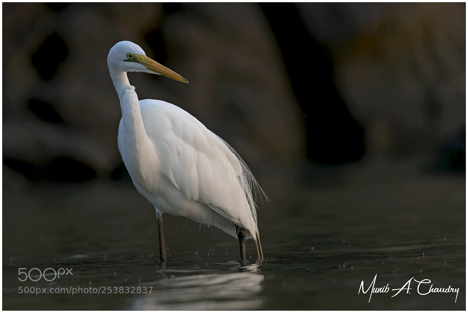 Canon EOS-1D X Mark II sample photo. The handsome egret! photography