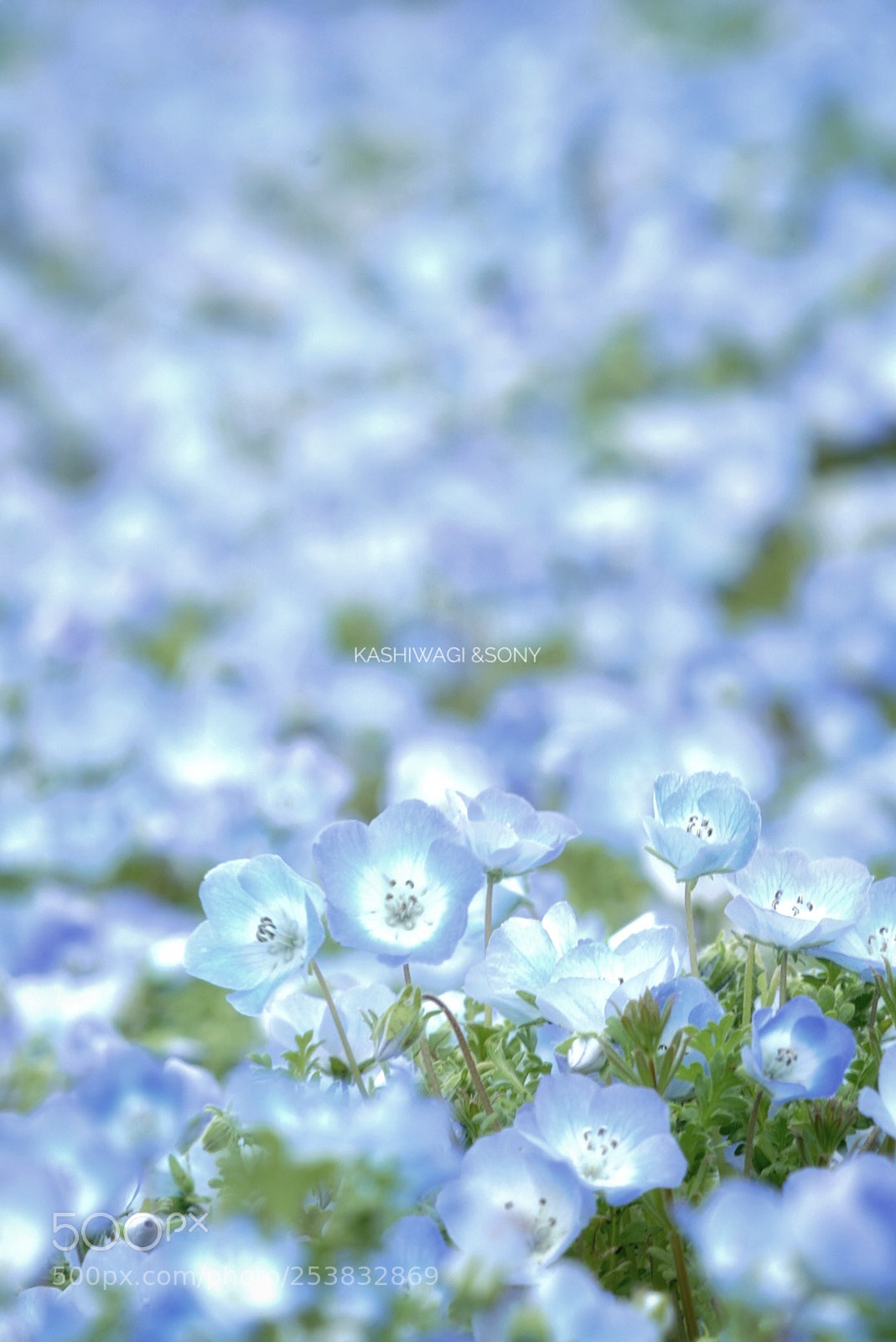 Sony a7 II sample photo. A pale blue world photography