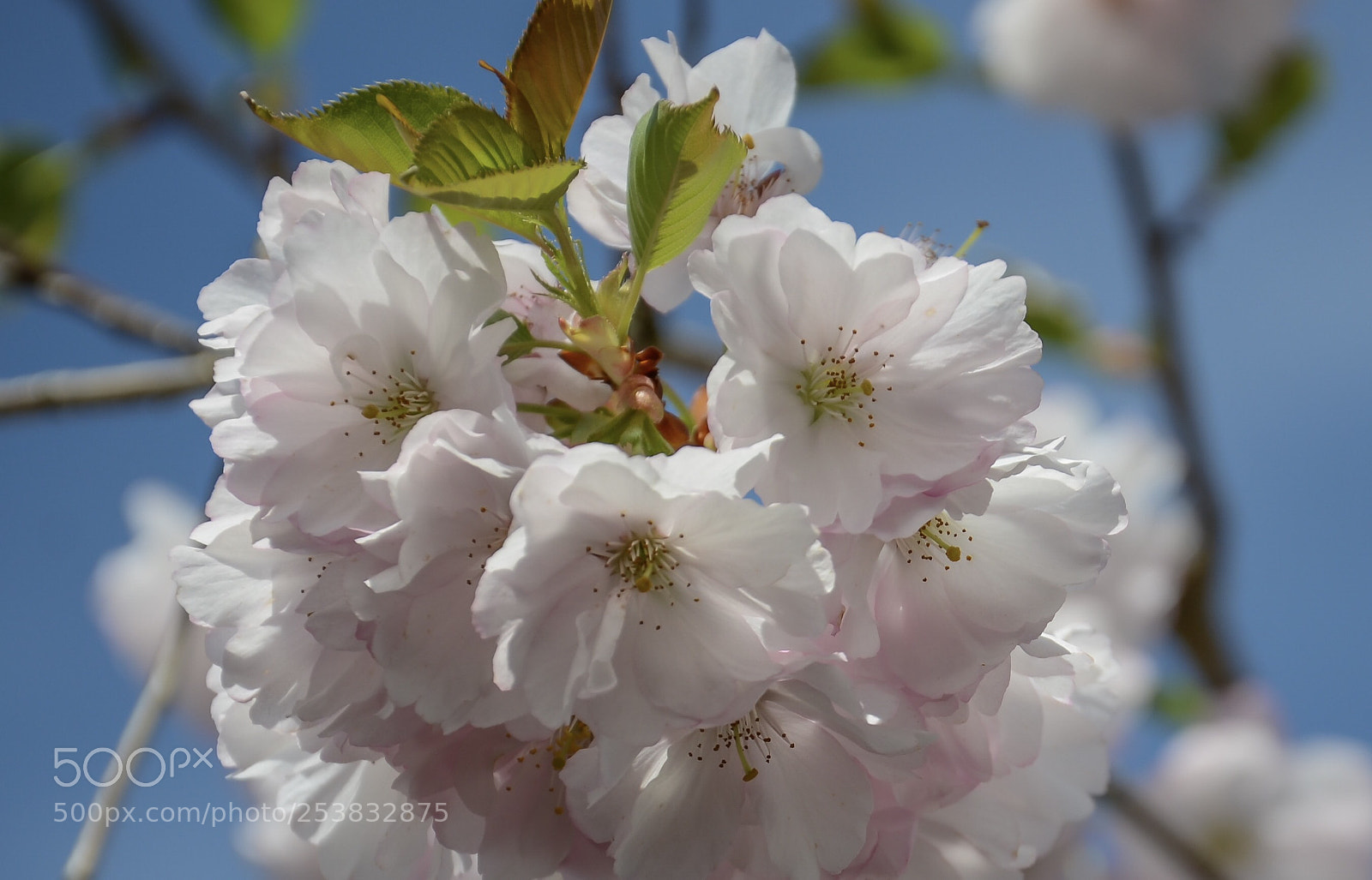 Nikon D7000 sample photo. White blossom photography