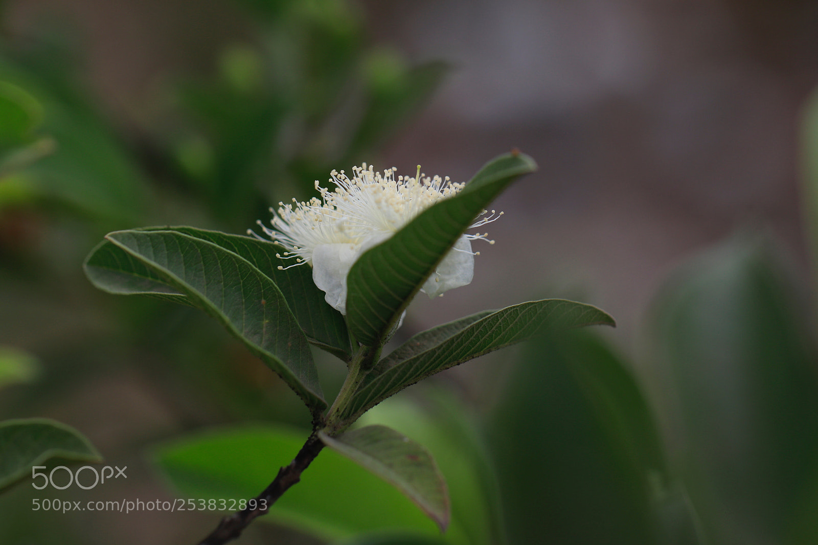 Canon EOS 80D sample photo. Guava flower photography