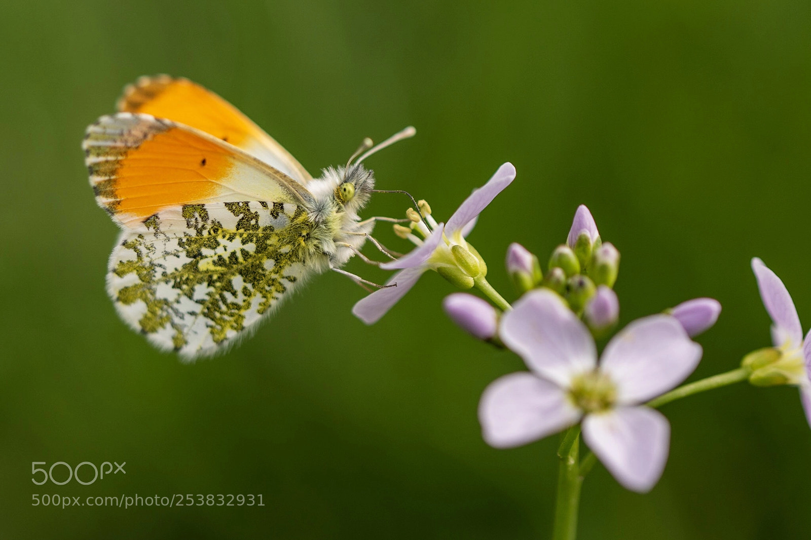 Nikon D7200 sample photo. Orange tip photography
