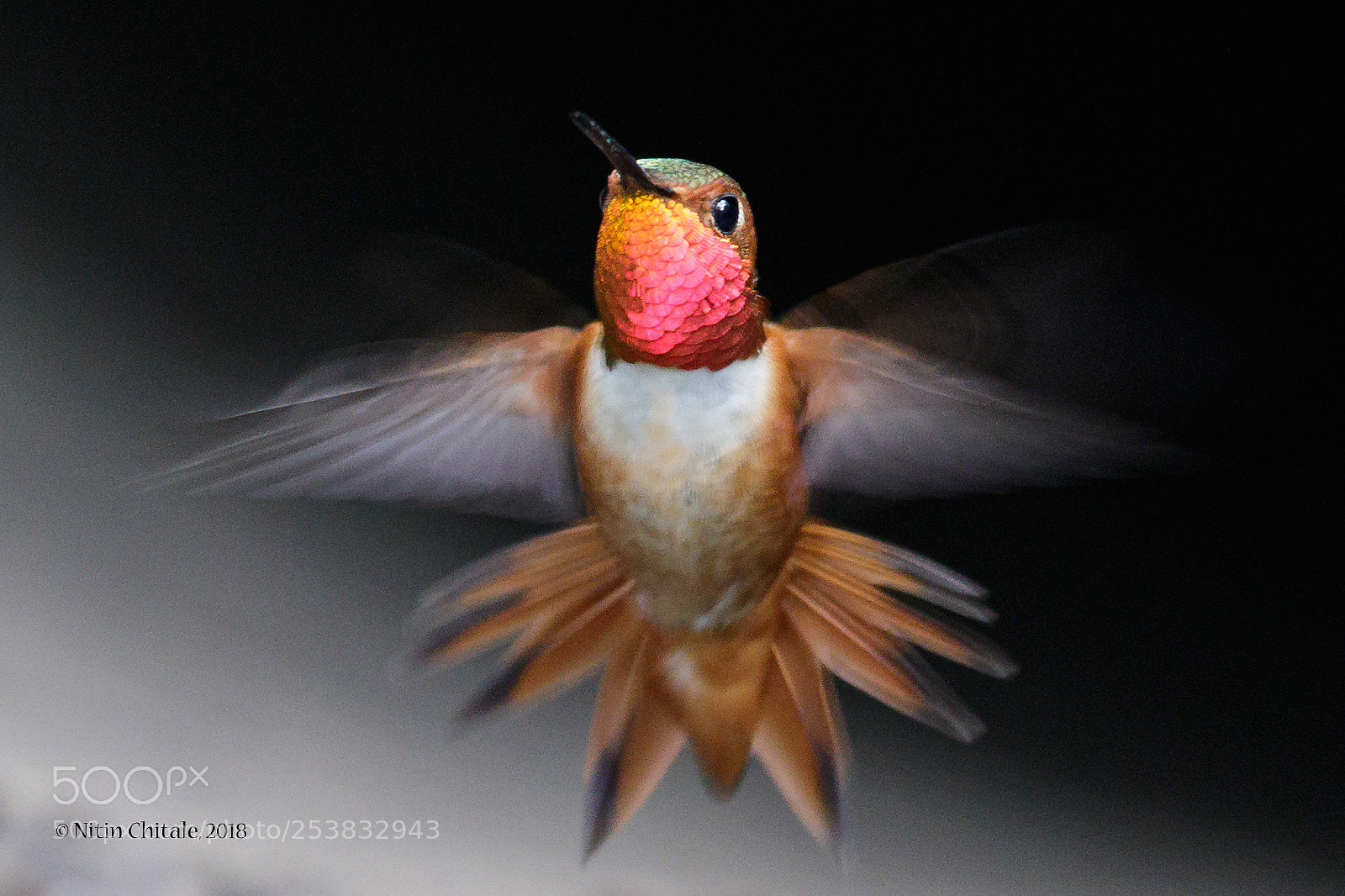 Canon EOS 7D Mark II sample photo. Allen's hummingbird photography