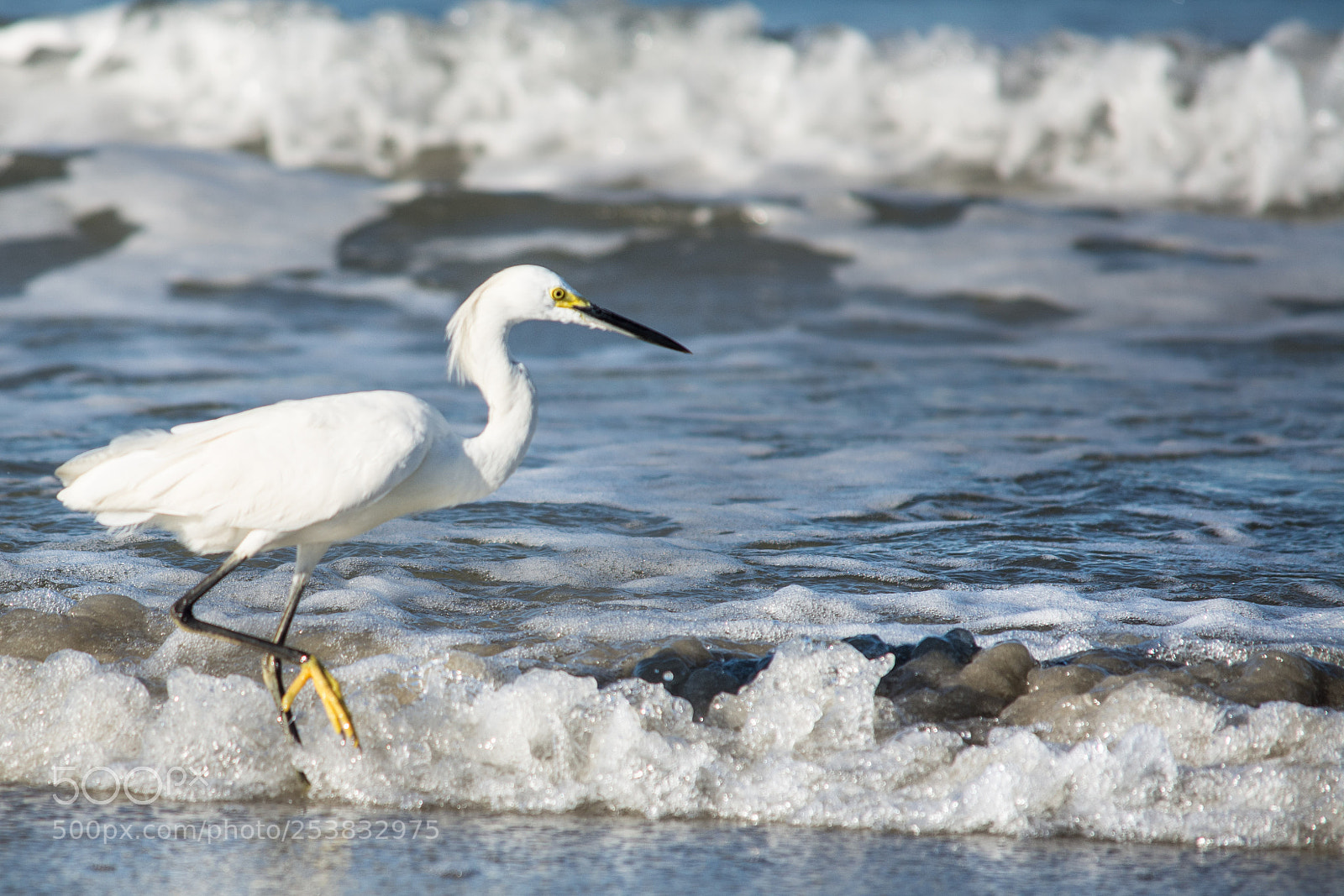 Nikon D7100 sample photo. Heron on the beach photography