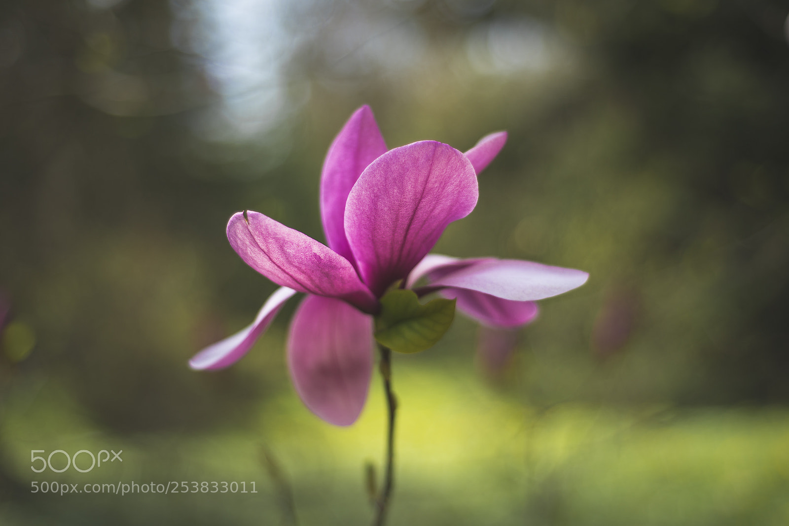 Nikon D610 sample photo. National botanical garden beauty photography