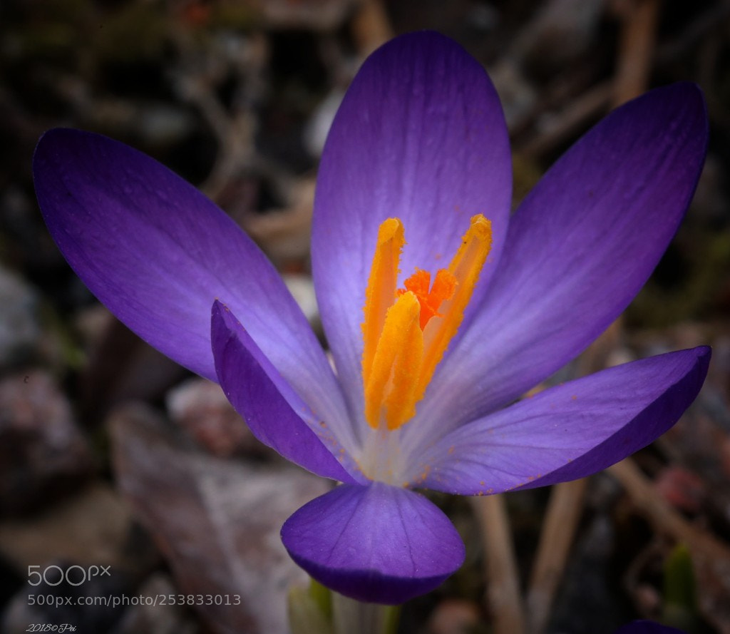 Canon EOS 5D Mark IV sample photo. Crocus photography