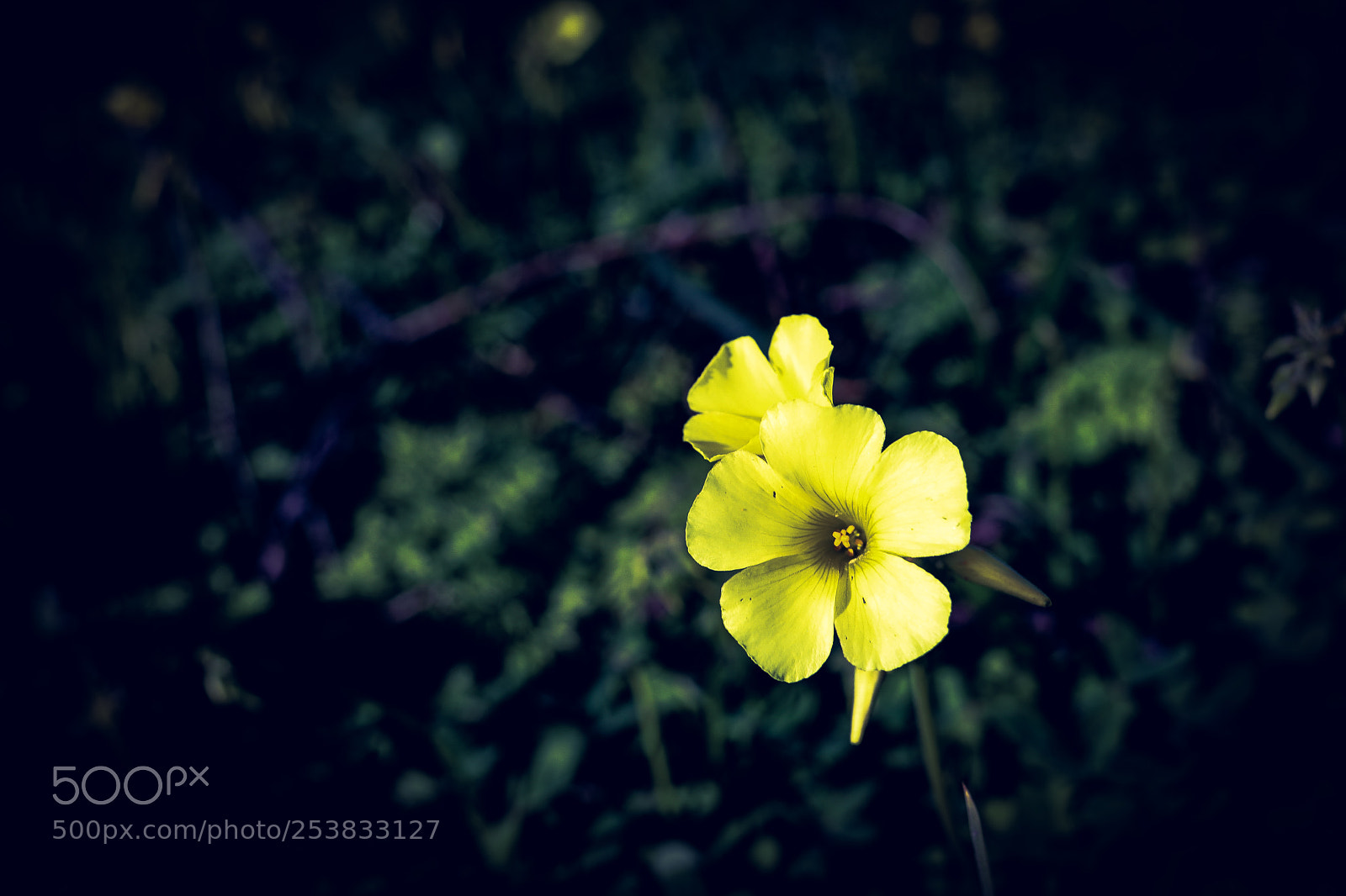 Canon EOS 5D Mark IV sample photo. Aa photography
