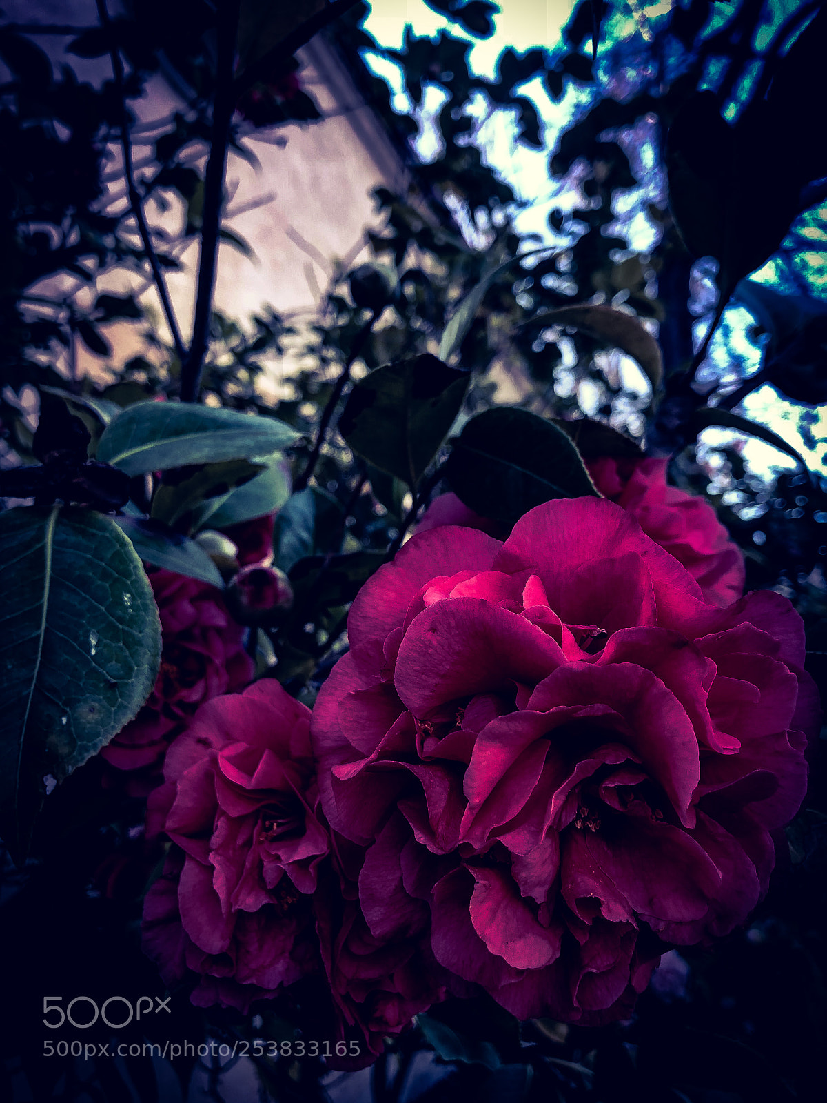 Apple iPhone X sample photo. Flowers photography