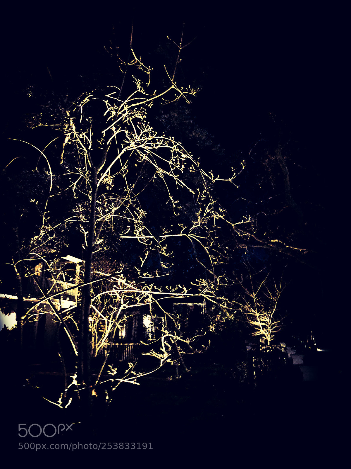 Apple iPhone X sample photo. Bush lightened up in photography