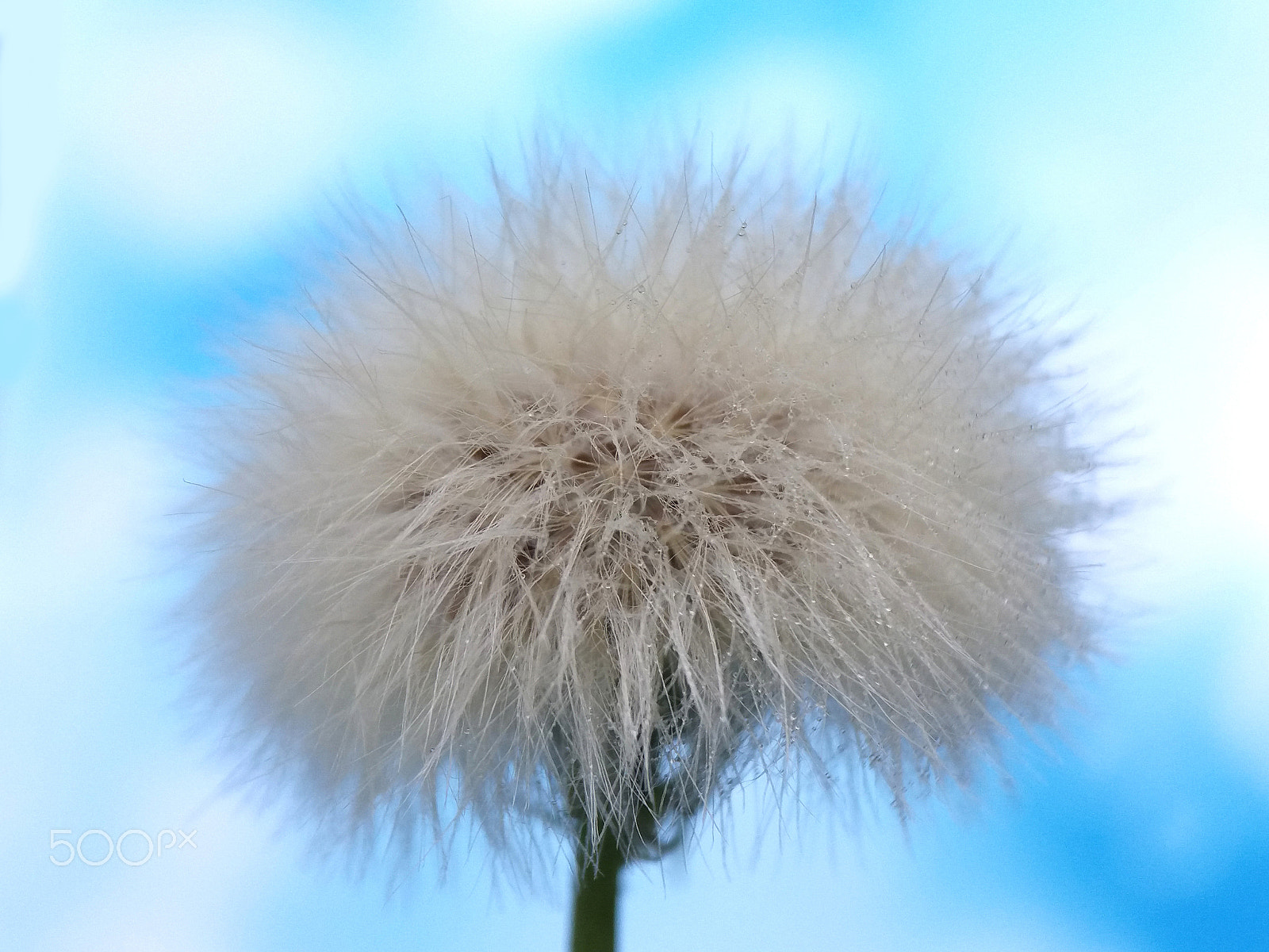 Samsung Galaxy A9 Pro sample photo. Dandelion evening photography