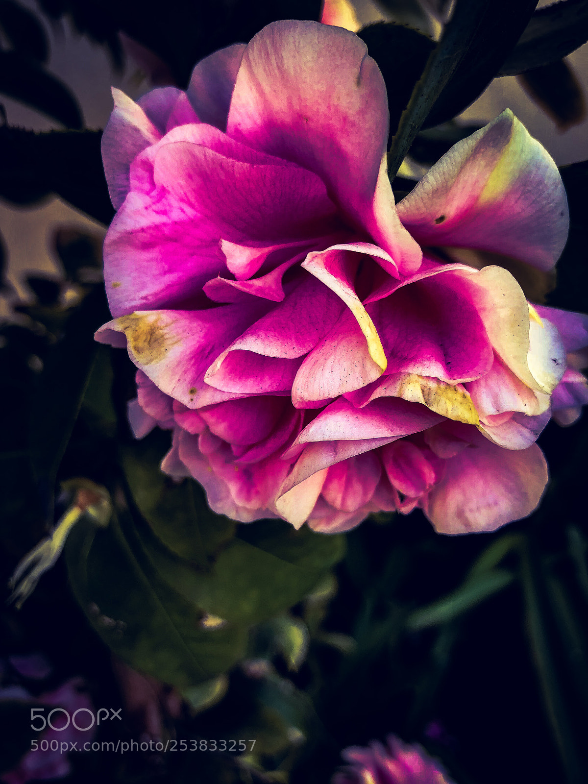 Apple iPhone X sample photo. Img photography