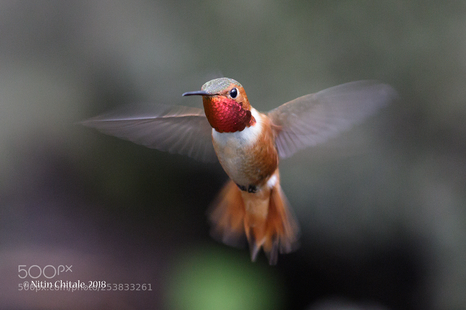 Canon EOS 7D Mark II sample photo. Allen's hummingbird photography