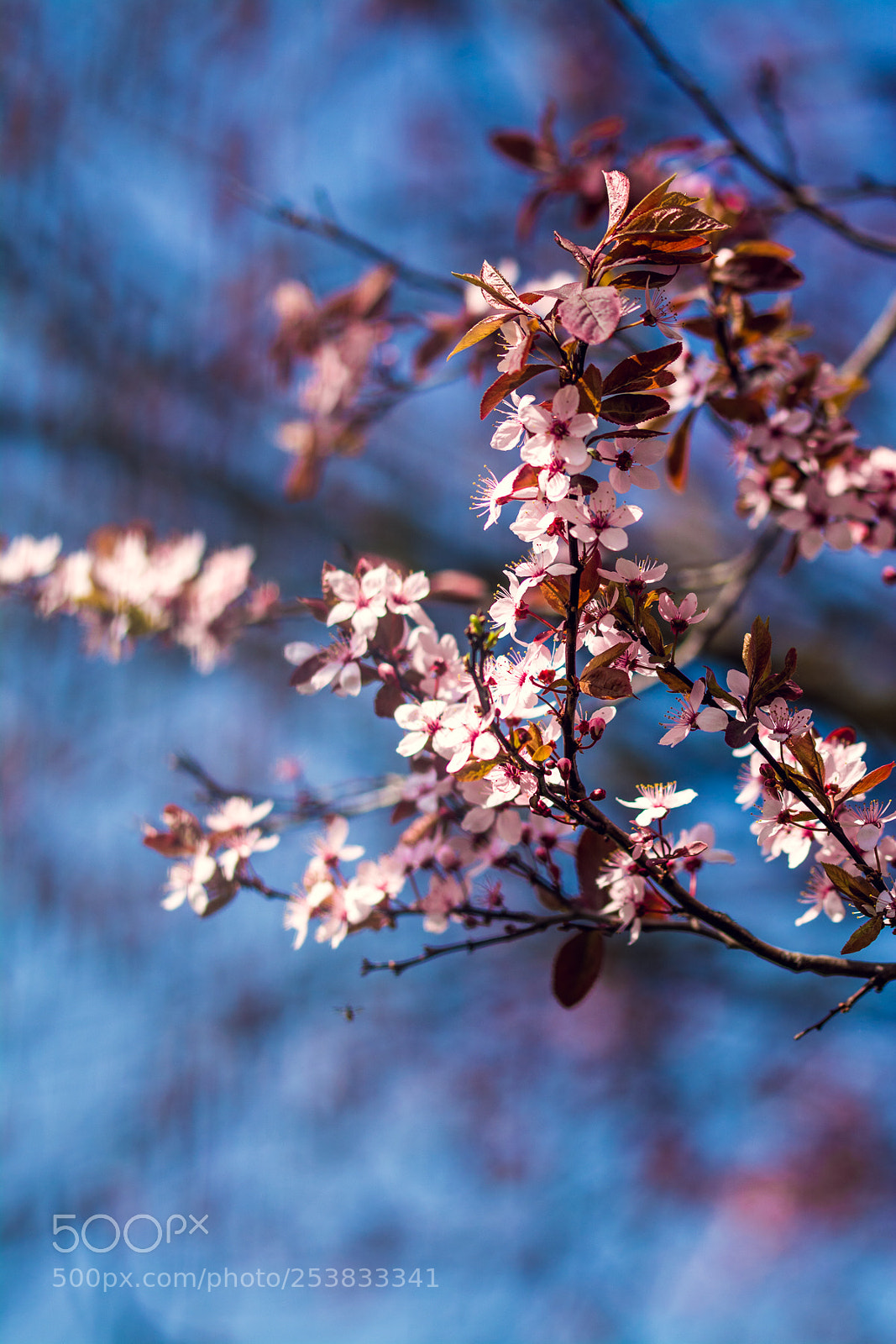 Nikon D5200 sample photo. Wiosna photography